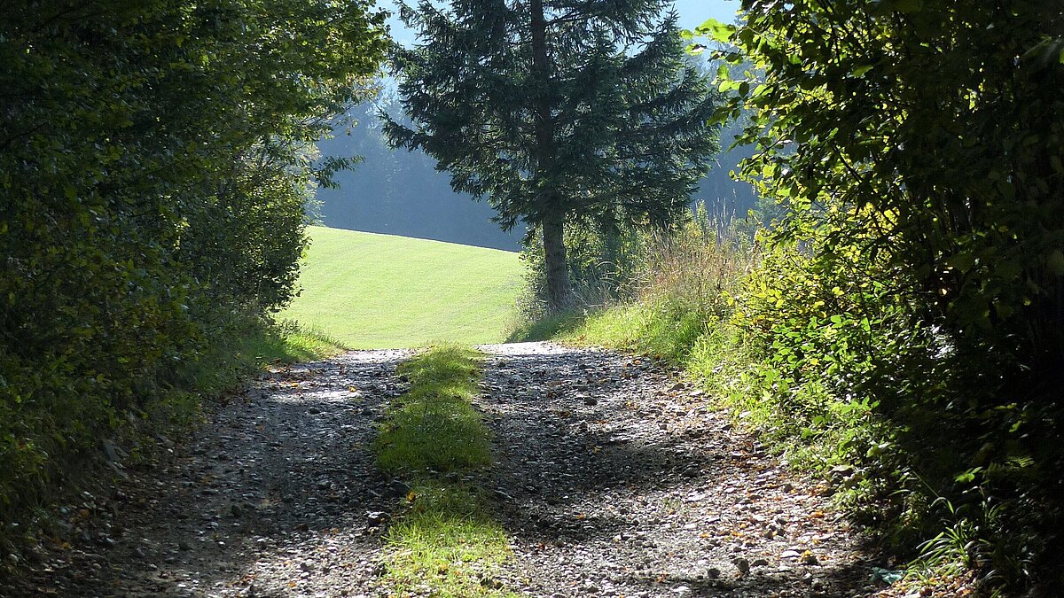 „Auftanken und Erden“ mit der Kraft des Waldes